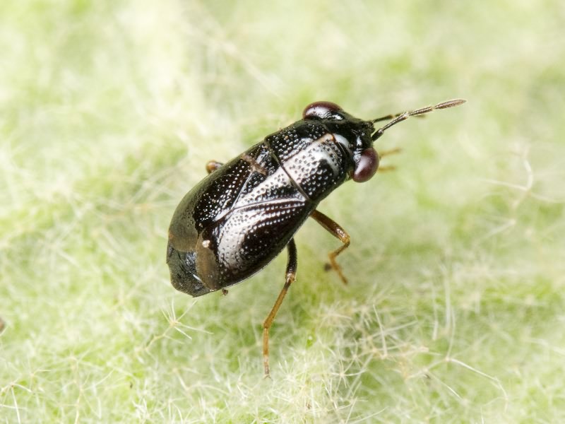 Geocoris ater (Fabricius, 1787)